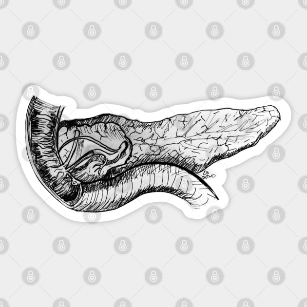 Pancreas and Duodenum Pen and Ink Sketch Sticker by emadamsinc